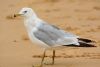 Ring-billed Gull at Rossi's Ice Cream, Westcliff (Steve Arlow) (123533 bytes)